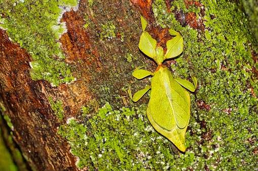 Leaf Insect, Walking Leaf, Phyllium, Sinharaja National Park Rain Forest, World Heritage Site, UNESCO, Biosphere Reserve, National Wilderness Area, Sri Lanka, Asia