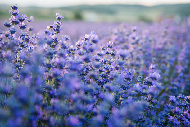 istock Sunset over a violet lavender field in Greece 1278571332