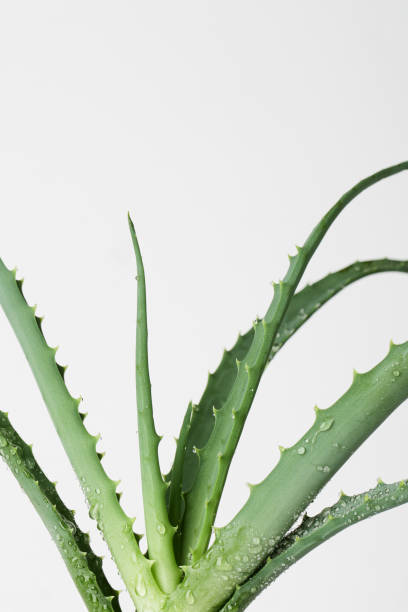 istock Aloe vera plant isolated on white background . copy space 1278571344