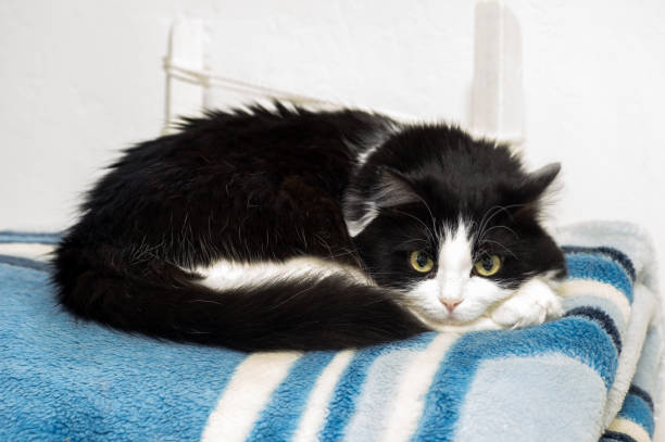istock A black and white cat lies on a rolled-up blue blanket on a white background 1278572053