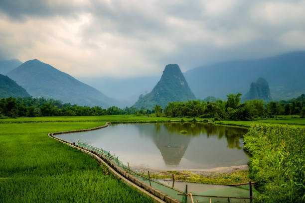 istock typical Vietnamese landscape in spring with rice field 1278572648