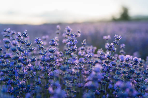 istock Sunset over a violet lavender field in Greece 1278573207