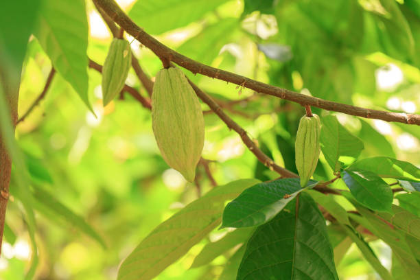 istock Cacao Tree (Theobroma cacao). Organic cocoa fruit pods in nature. 1278573789