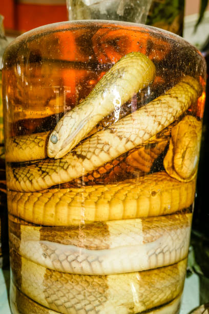 istock snakes marinated in rice or corn spirit 1278574121