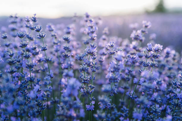 istock Sunset over a violet lavender field in Greece 1278574161