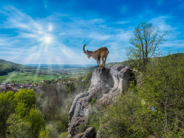 Markhor (Capra falconeri) on the background of moon in winter