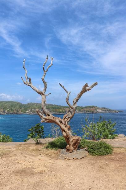 istock beauty behind dry wood 1278575225