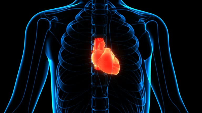 Anatomical Heart Stock Videos and Royalty-Free Footage - iStock Anatomical Heart Stock Videos and Royalty-Free Footage - iStock