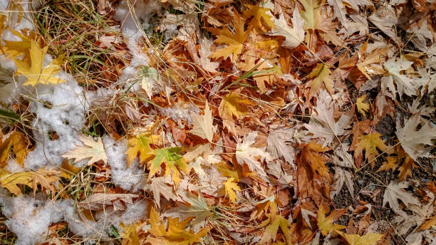 istock Colorful autumn leaves. Natural background. 1278575642