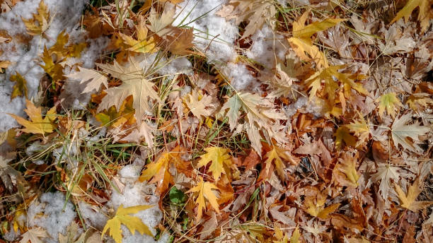 istock Colorful autumn leaves. Natural background. 1278575650