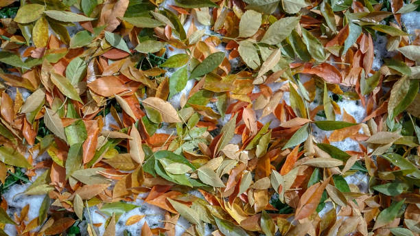 istock Colorful autumn leaves. Natural background. 1278575661