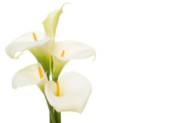 flores de calla lilly en flor de ramo aisladas sobre un fondo blanco con espacio de copia - alcatraz planta fotografías e imágenes de stock