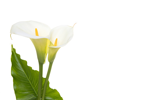 Two blooming calla lilly flowers with green leaf isolated on a white background with copy space