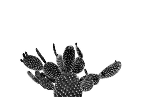 istock Pear cactus in black and white isolated on a white background 1278576746