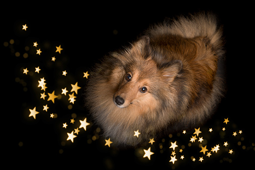 Shetland sheepdog looking up on a black background with star shaped lights