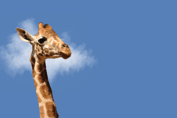 istock Portrait of a giraffe on a blue sky with space for copy 1278576957