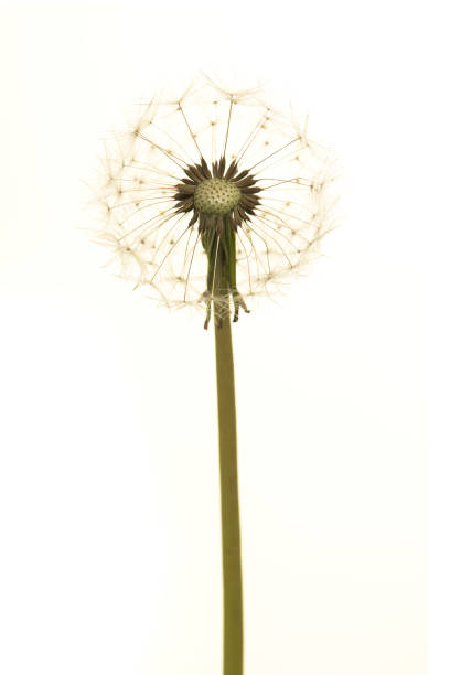 istock Dandelion blowball on a white background 1278577070