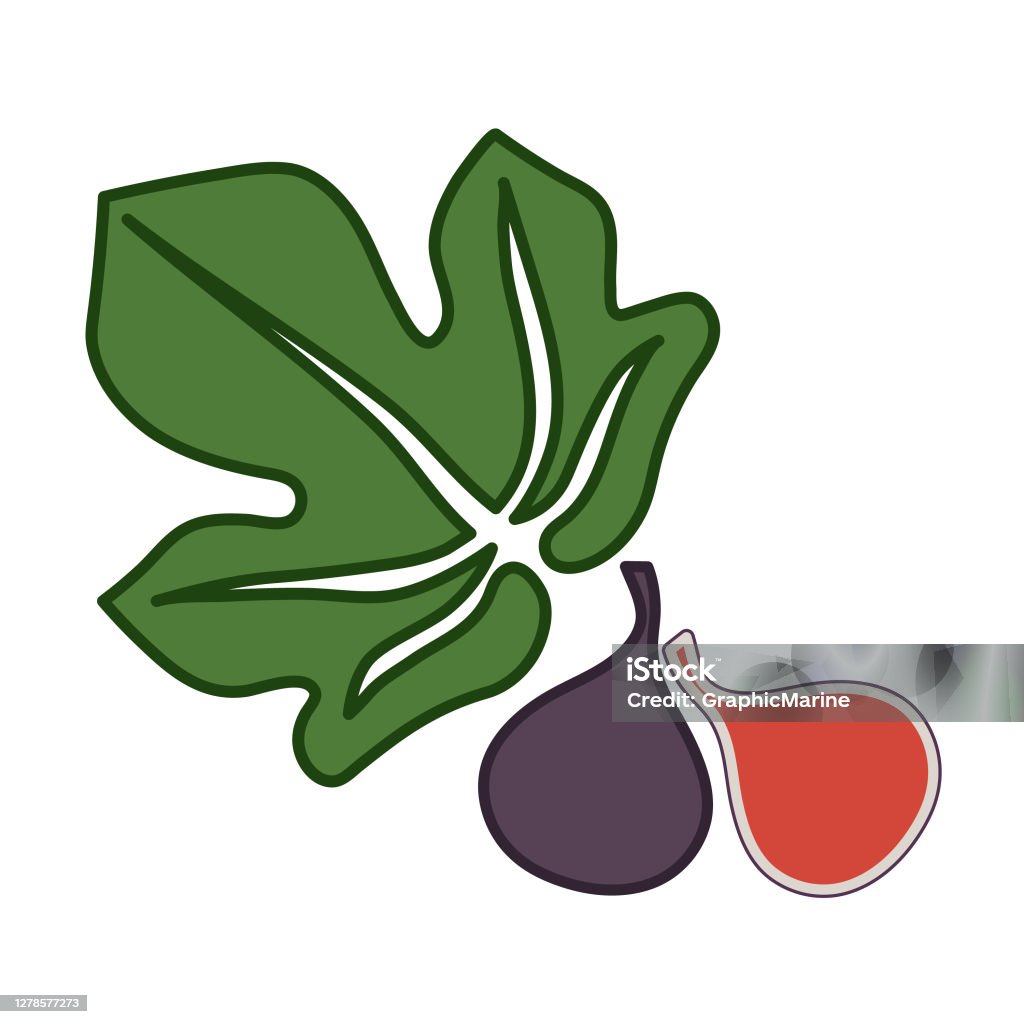 Fig Simple Vector Fig Vector Simple Illustration With Leaf And Halfcut On White ...