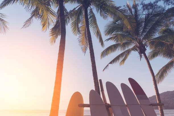 istock Surfboard and palm tree on beach double exposure with colorful bokeh sun light texture abstract background. 1278577339