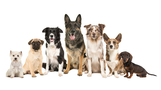 Group of different purebred dogs from small to large sitting looking at the camera on a white background
