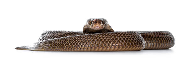 serpiente cobra monocled sobre blanco - sisear fotografías e imágenes de stock
