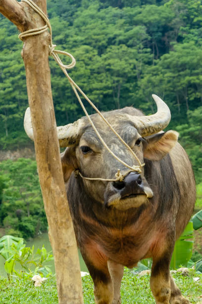 istock typical Vietnamese landscape in spring with Vietnamese cow, buffalo 1278579319