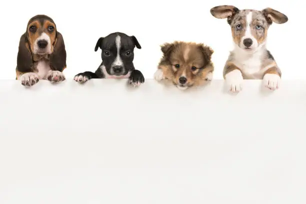 Various cute puppy dogs hanging over a white wooden board with space for text on a white background