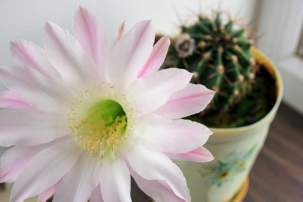 라이트 핑크 부드러운 에치노프시스 뾰족한 선인장 꽃. 창턱에 서 있는 냄비에 아름다운 식물. 선택적 초점. 닫습니다. - echinocereus 뉴스 사진 이미지