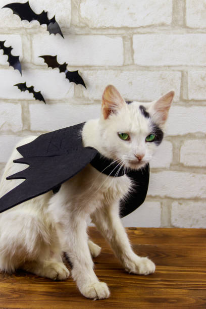 istock Beautiful cat wearing in Halloween bat costume 1278581301