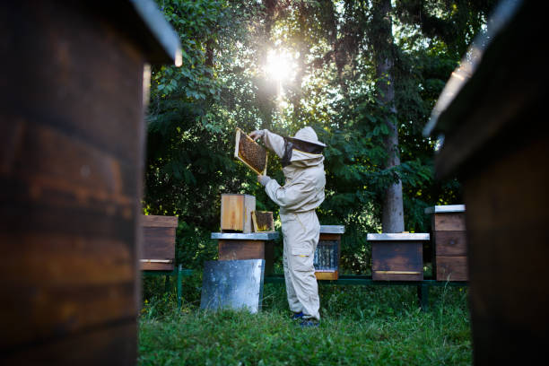 portret pszczelarza pracującego w pasiece, z wykorzystaniem palacza pszczół. - beekeeper zdjęcia i obrazy z banku zdjęć