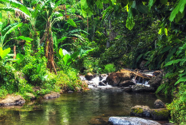 lush tropical flora in the rainforest of Suva, Fiji Rugged mountain stream surrounded by lush tropical flora in the rainforest of Suva, Fiji suva photos stock pictures, royalty-free photos & images