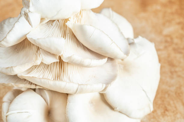 istock closeup raw Oyster mushroom on table with copy space 1278584038