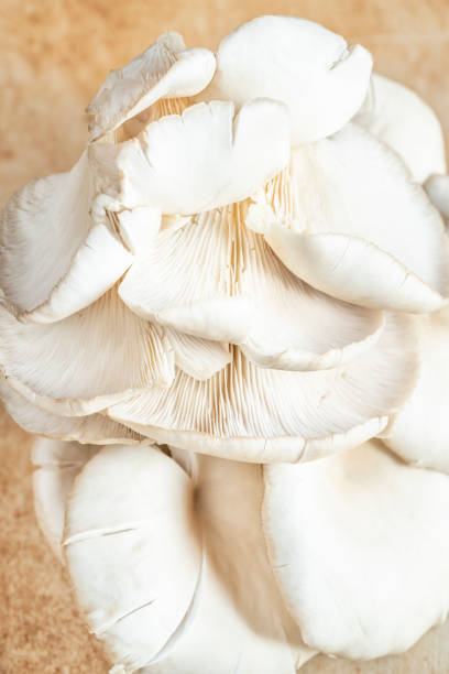 istock closeup raw and fresh Oyster mushroom on table 1278584053