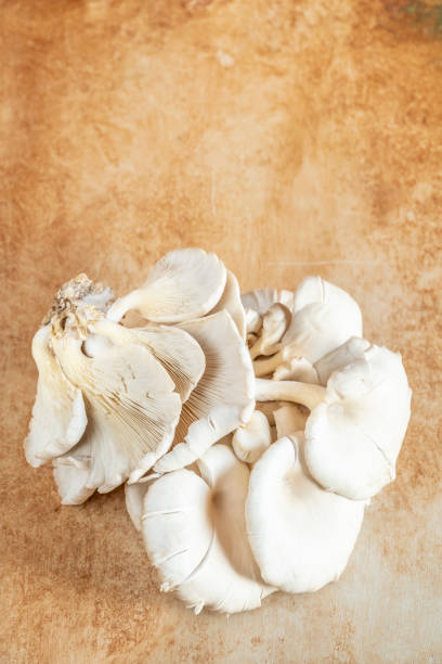 istock closeup raw and fresh Oyster mushroom on table 1278584072