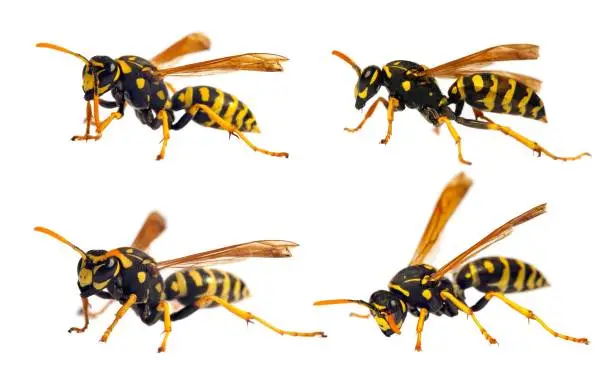 Set of  four European wasp German wasp or German yellowjacket isolateed on white background in latin Vespula germanica