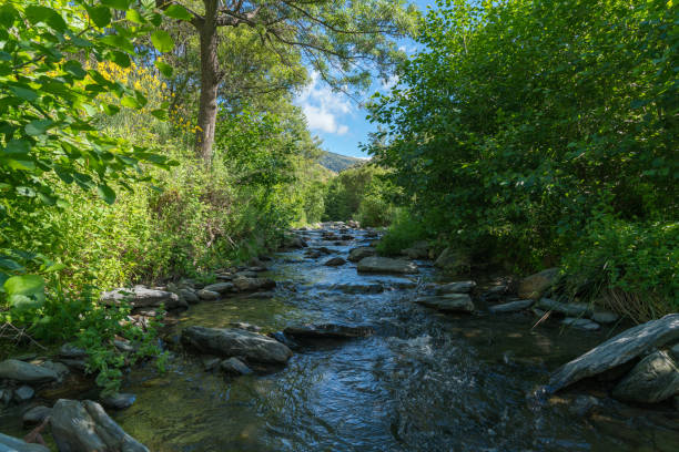 istock Crystal clear river surrounded by vegetation 1278584654