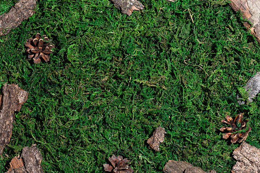 Green moss background with bark, feer-tree cones and stones. Eco-friendly mockup template