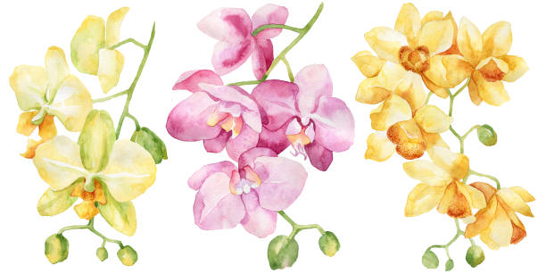 illustrazioni stock, clip art, cartoni animati e icone di tendenza di set ad acquerello di orchidea. - moth orchid