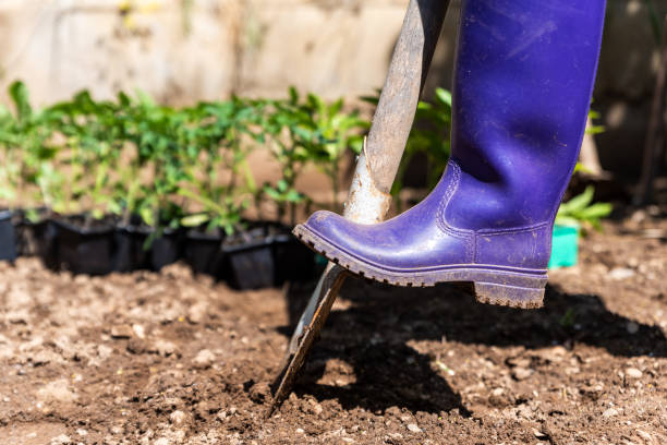 istock Woman with purple boots digging the gardens soil. 1278586769