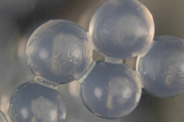 альгинат является компонентом клеточной стенки морских бурых водорослей для обучения в лаборатории. - gelling стоковые ф�ото и изображения