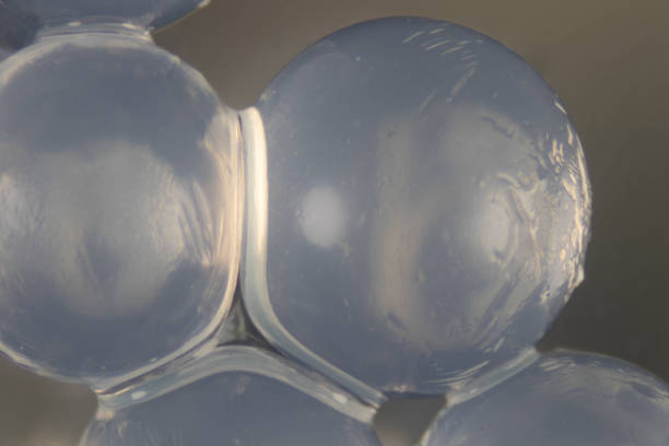 istock Alginate is a cell wall component of marine brown algae for education in Laboratory. 1278586819