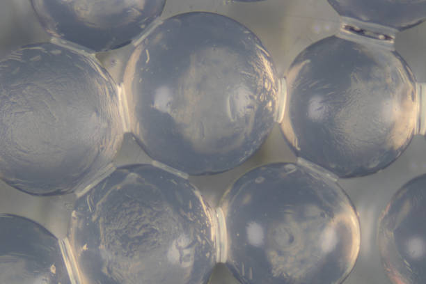 альгинат является компонентом клеточной стенки морских бурых водорослей для обучения в лаборатории. - gelling стоковые фото и изображения