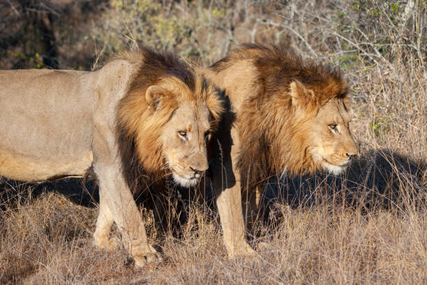 istock 2 Male Lions on Patrol 1278586875