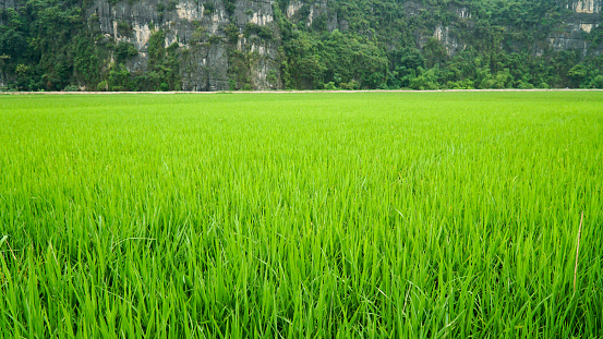 Boat tour through green lush mountain landscapes on a overcast day in Ninh Binh, Vietnam.