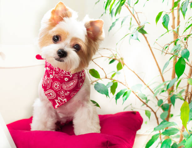 istock Cute dog biewer Yorkshire terrier with red collar sitting on red pillow 1278587107