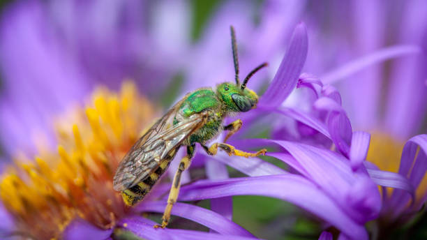 agapostemon virescens, halictidae, green metallic bee, (sweat bee). aster of new england. - virescens imagens e fotografias de stock