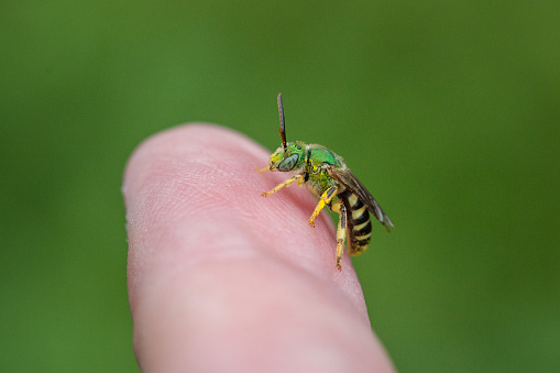 An agapostemon on a human finger, scale of grandeur.
