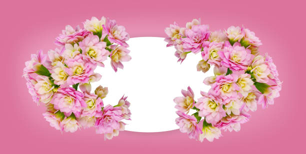 Pink calanchoe flowers and oval white card Pink calanchoe flowers and oval white card on pink background calanchoe stock pictures, royalty-free photos & images