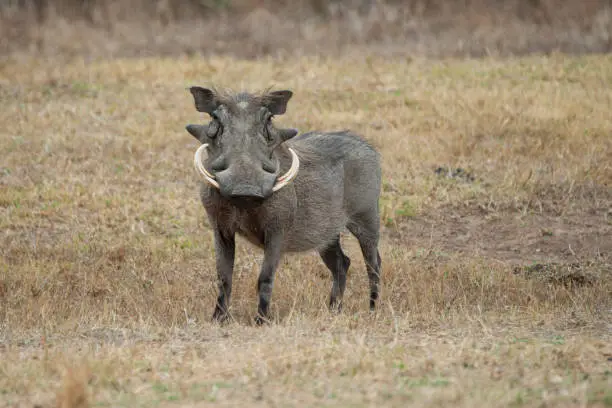 A Warthog Boar photographed on a safari in South Africa