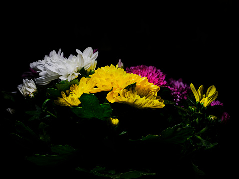 bouquet of chrysanthemums with black background
